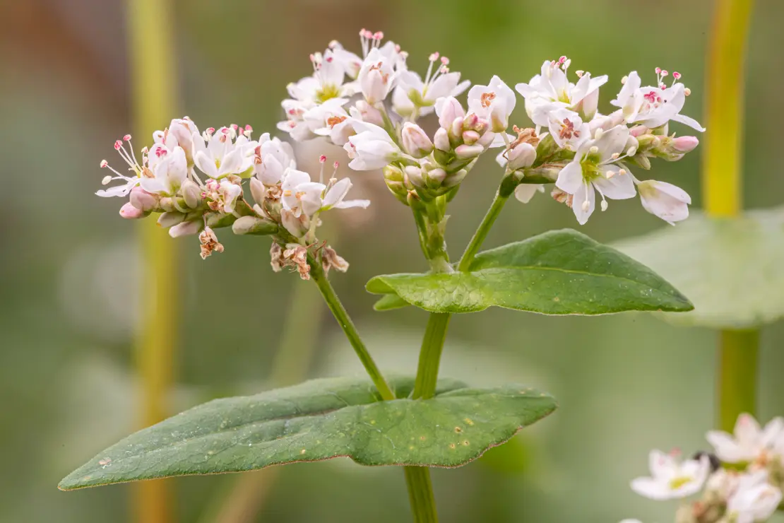 Echter Buchweizen (Fagopyrum esculentum) [1]